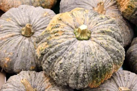 Pumpkins Stock Photos