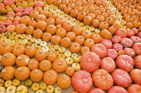 Pumpkins Stock Photos