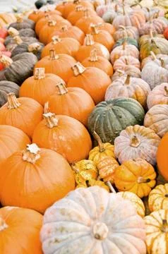 Pumpkins Stock Photos