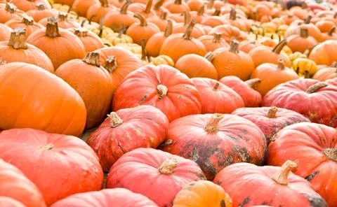 Pumpkins 스톡 사진