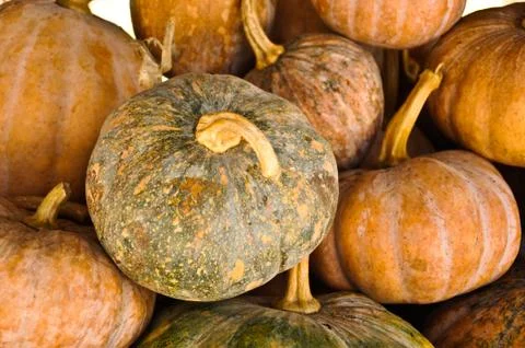 Pumpkins Stock Photos
