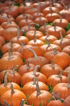 Pumpkins Stock Photos