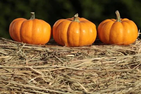 Pumpkins Foto stock