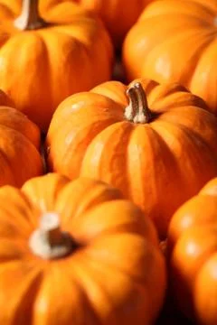 Pumpkins Stock Photos