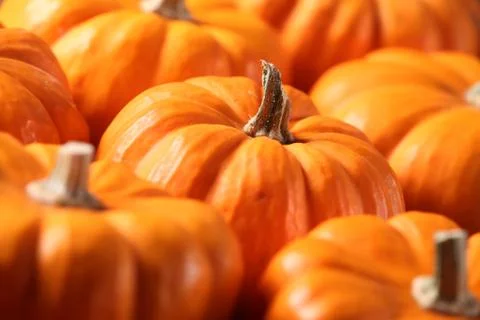 Pumpkins Stock Photos