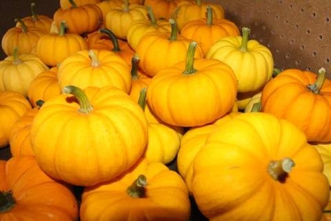 Pumpkins! Foto stock