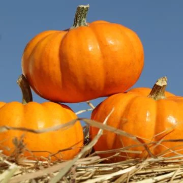 Pumpkins Stock Photos