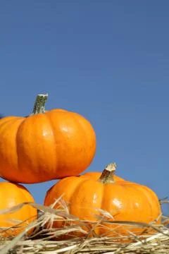 Pumpkins Stock Photos