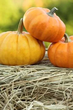 Pumpkins Stock Photos