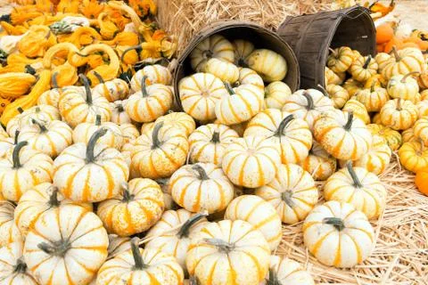 Pumpkins Stock Photos
