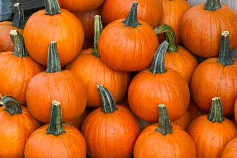 Pumpkins Stock Photos