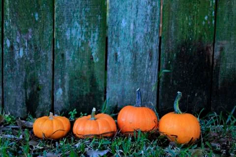 Pumpkins Stock-Fotos