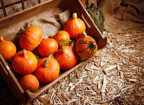 Pumpkins Stock Photos