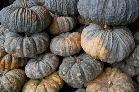 Pumpkins Stock Photos