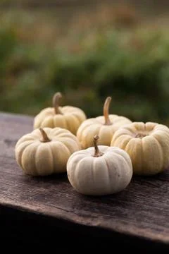 Pumpkins. Stock Photos