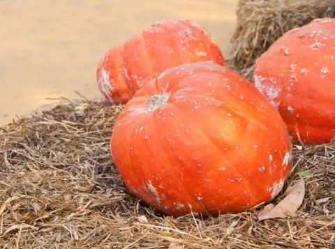 Pumpkins Stock Photos