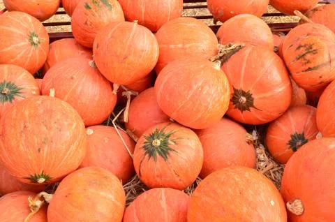 Pumpkins 写真素材