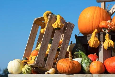 Pumpkins Stock Photos