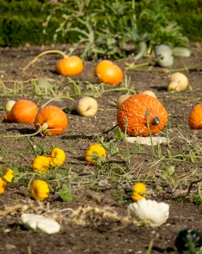 Pumpkins Stock Photos