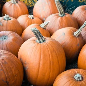 Pumpkins Stock Photos