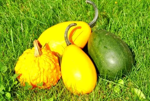 Pumpkins Stock Photos