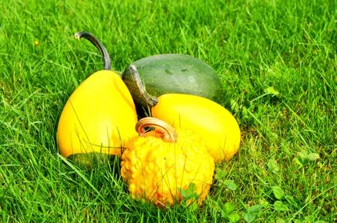Pumpkins Stock Photos