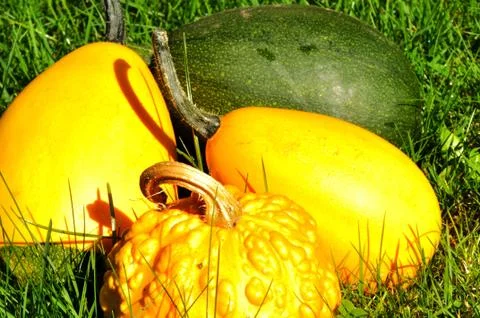 Pumpkins Stock Photos