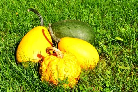 Pumpkins Stock Photos