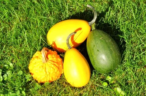 Pumpkins Stock Photos