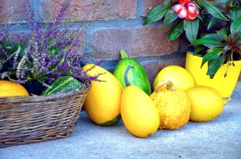 Pumpkins Stock Photos