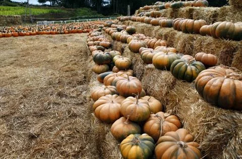 Pumpkins Stock Photos