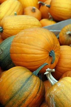 Pumpkins Stock Photos