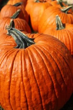 Pumpkins Stock Photos