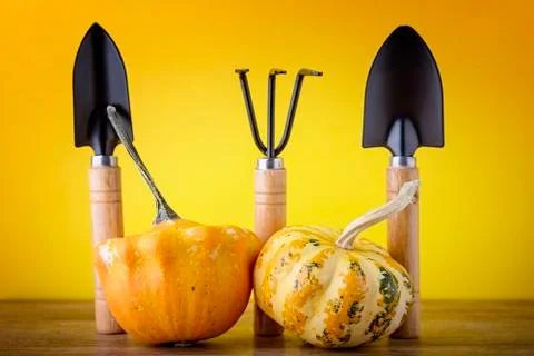 Pumpkins Stock Photos