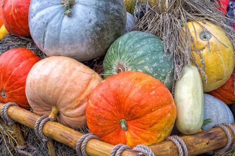 Pumpkins Stock Photos