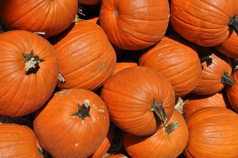 Pumpkins Foto stock