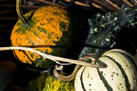 Pumpkins Foto stock