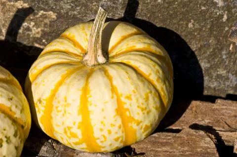 Pumpkins Stock Photos