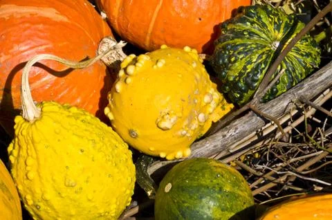 Pumpkins Stock Photos