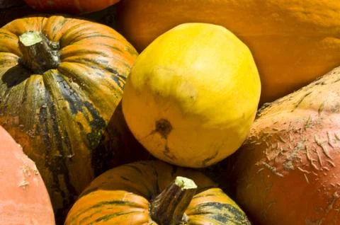Pumpkins Stock-Fotos