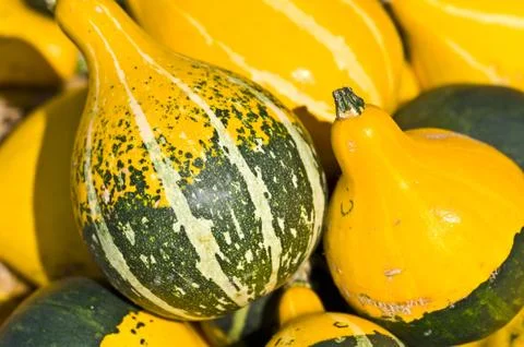 Pumpkins Stock Photos