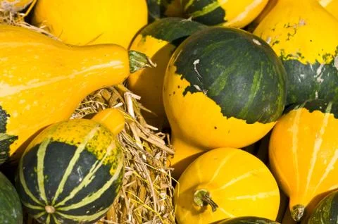 Pumpkins Stock Photos