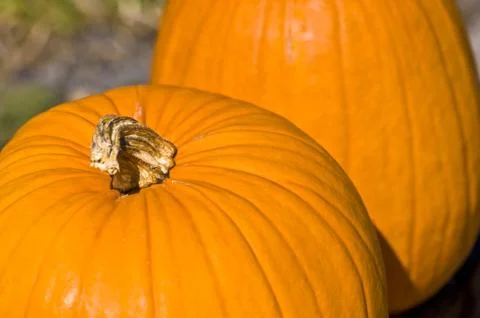 Pumpkins Stock Photos