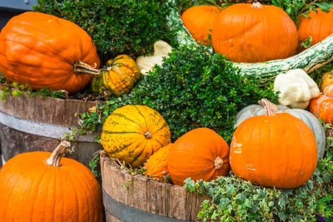 Pumpkins Stock Photos