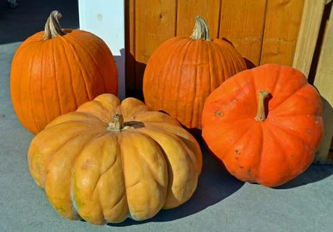 Pumpkins Stock-Fotos