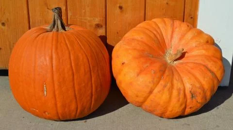 Pumpkins Stock-Fotos