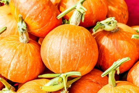 Pumpkins Stock Photos