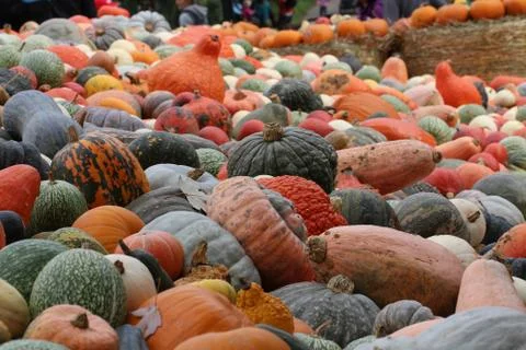 Pumpkins Stock Photos