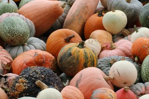 Pumpkins Stock Photos