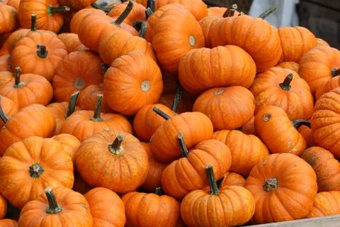 Pumpkins Stock Photos